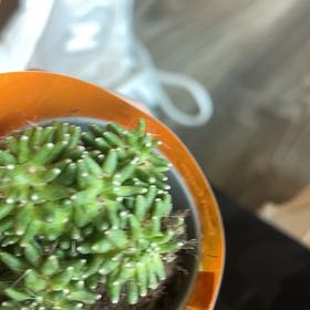 Photo of the plant species Pincushion Cactus by @SubtleTipa51 named Luna on Greg, the plant care app
