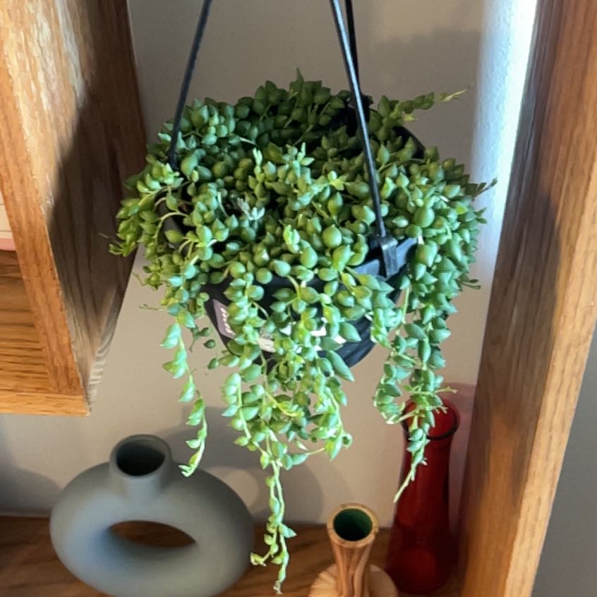 Photo of the plant species String Of Raindrops by @SubtleTipa51 named Willow on Greg, the plant care app