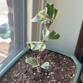 Photo of the plant species Ficus triangularis 'Variegata' by @GemKeylime92 named Tolkien on Greg, the plant care app