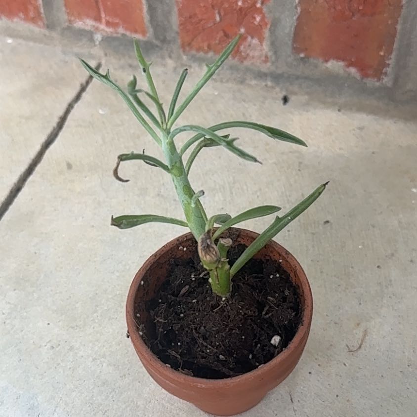 Photo of the plant species Elk Horn by @Emmystrickland named Bruh on Greg, the plant care app