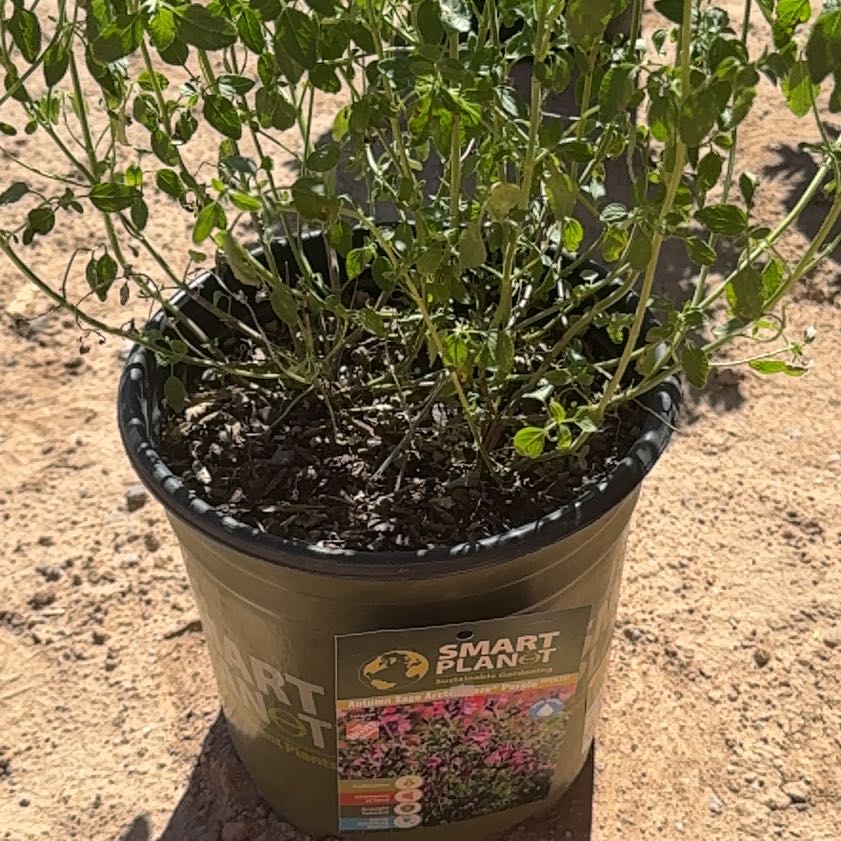 Photo of the plant species Autumn Sage by @StylishKaramu57 named Peter Parker on Greg, the plant care app