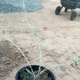 Photo of the plant species Russian Sage by @StylishKaramu57 named Michelle Branch on Greg, the plant care app