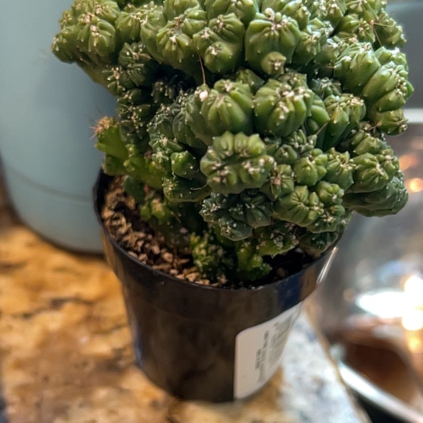 Photo of the plant species Ming Thing Cactus by @LordWildlime12 named Einstein on Greg, the plant care app