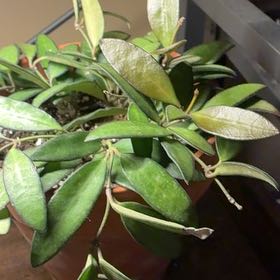 Photo of the plant species Hoya 'Burtoniae' by @BoldRoselle28 named Xena on Greg, the plant care app