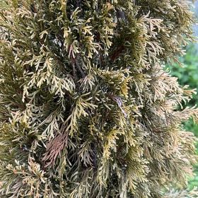Photo of the plant species Rock Juniper by @InspiredCorn68 named Gates on Greg, the plant care app