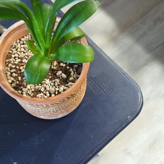 Photo of the plant species Snake Plant by @RadWeed85 named da Vinci on Greg, the plant care app
