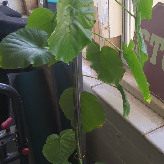 Photo of the plant species Ficus umbellata by @GiddyGinseng54 named Fina on Greg, the plant care app