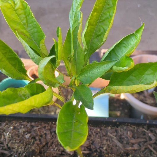 Photo of the plant species Bell Pepper 'Better Bell' by @GiddyGinseng54 named Athena on Greg, the plant care app