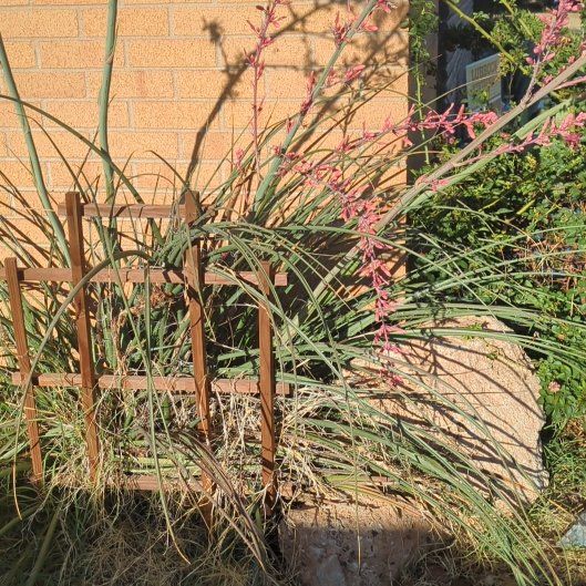 Photo of the plant species Red Yucca by @GiddyGinseng54 named Harry on Greg, the plant care app