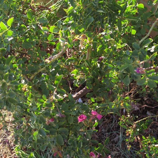 Photo of the plant species Knockout Red Rose by @GiddyGinseng54 named Elle on Greg, the plant care app