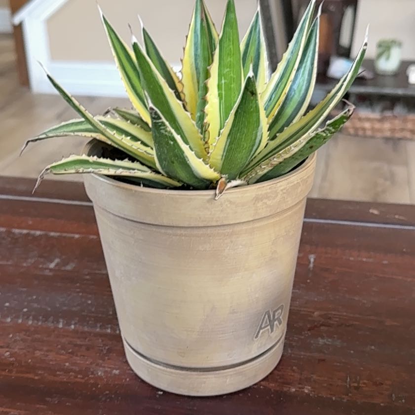Photo of the plant species Thorn-Crested Century Plant by @HotPlain76 named Orwell on Greg, the plant care app