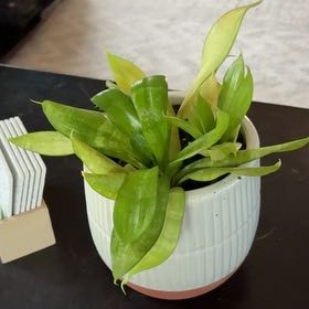 Photo of the plant species Bird Nest Snake Plant by @AlertGreywillow named . on Greg, the plant care app