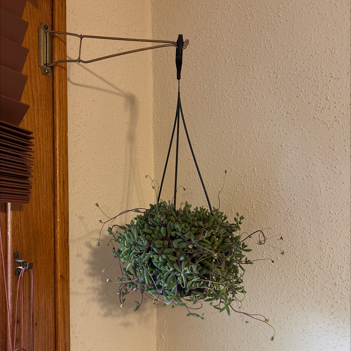 Photo of the plant species Othonna Capensis Ruby Necklace by @AlertGreywillow named Daphne on Greg, the plant care app