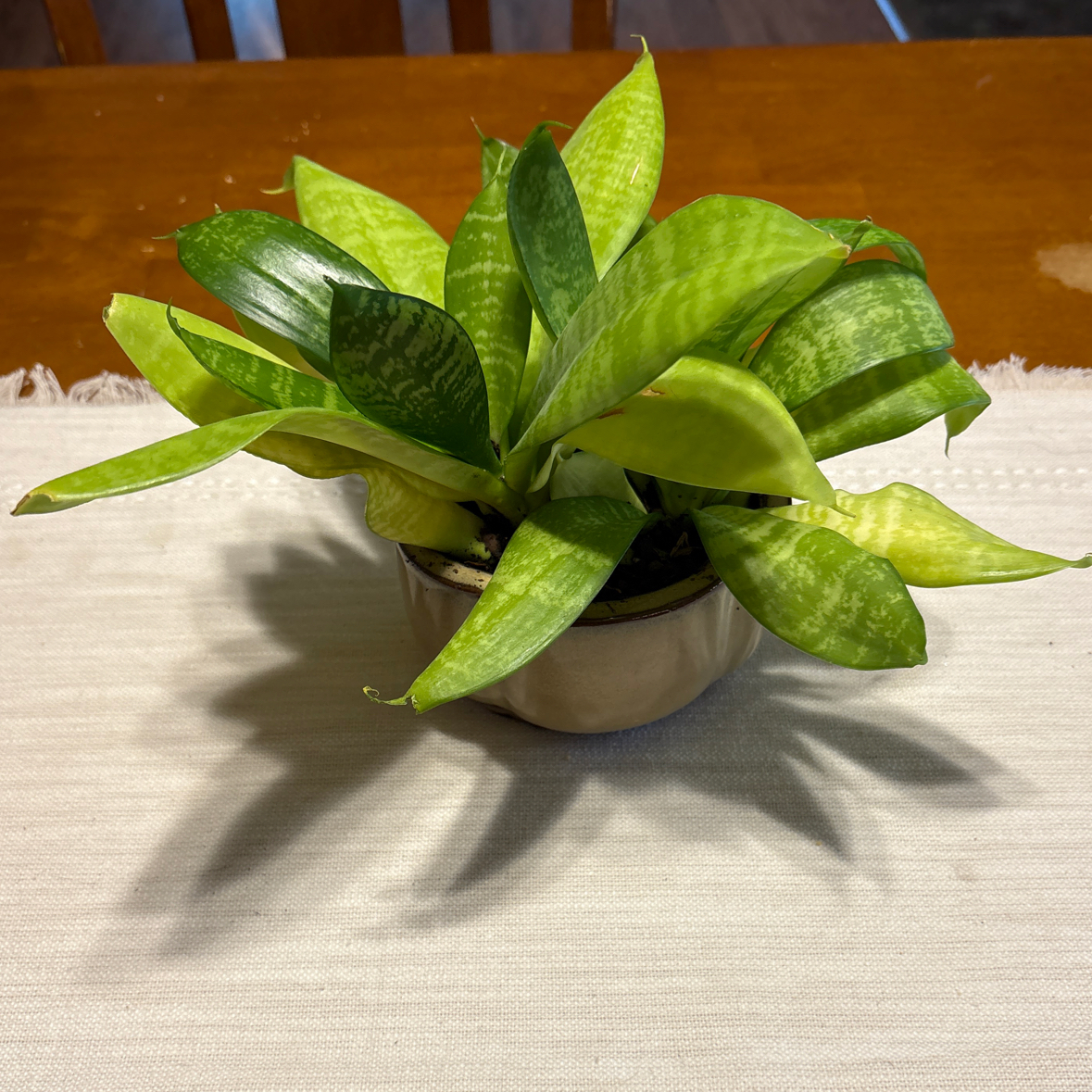 Photo of the plant species Bird Nest Snake Plant by @AlertGreywillow named . on Greg, the plant care app