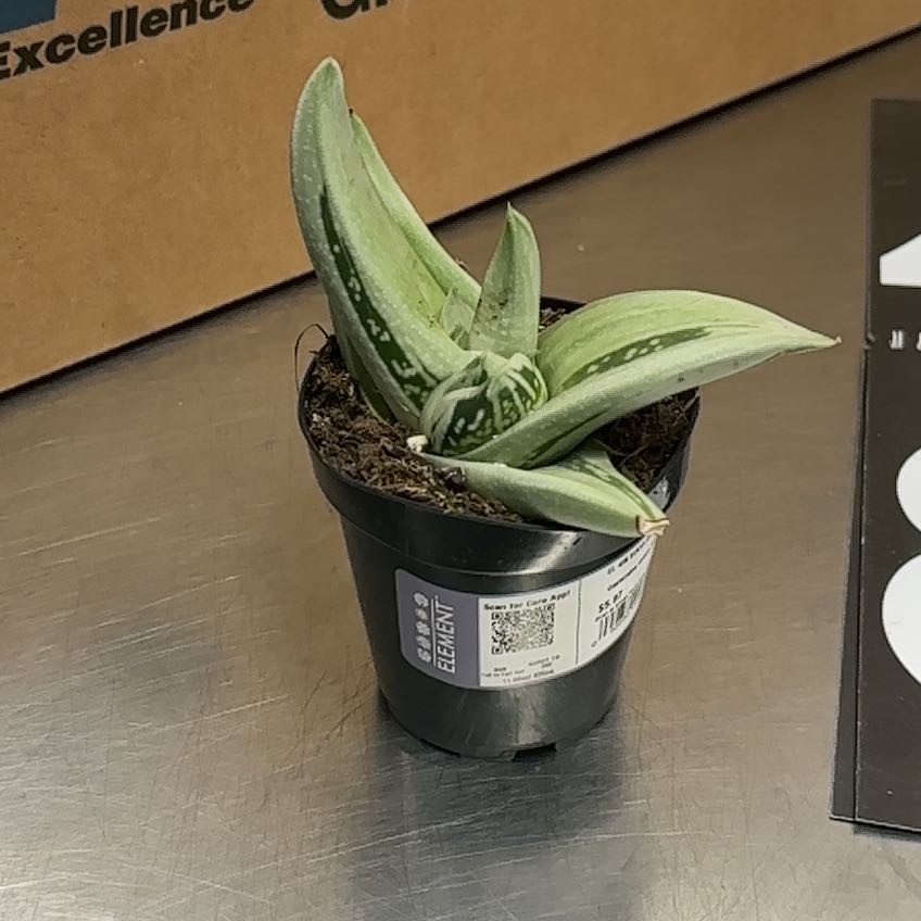 Photo of the plant species Green Ice Gasteraloe by @HeirPlanera10 named Pablo on Greg, the plant care app