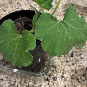 Photo of the plant species Melon by @PetMiro49 named Pumpkin Peter the on Greg, the plant care app