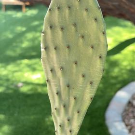 Photo of the plant species Woolyjoint Prickly Pear by @PetMiro49 named Luna on Greg, the plant care app