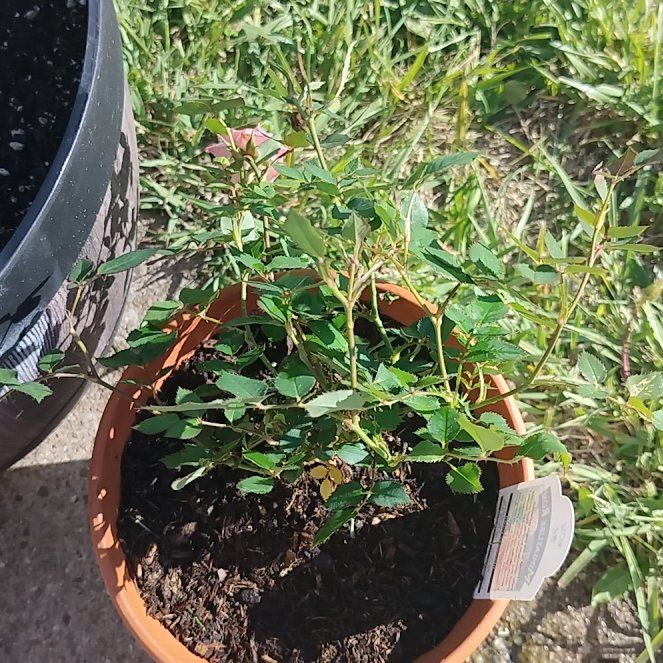 Photo of the plant species Alpine Rose by @SelfmadePeony named Shakira on Greg, the plant care app