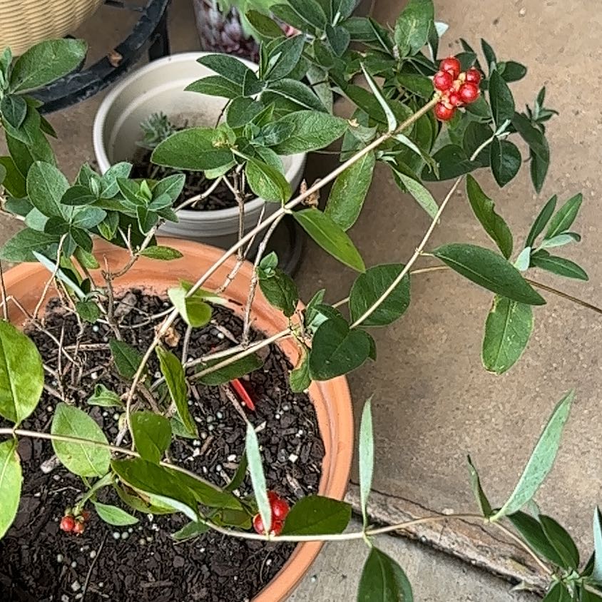 Photo of the plant species Coral Honeysuckle by @CuteCanna93 named Maya on Greg, the plant care app