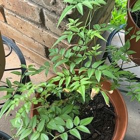 Photo of the plant species Pink Jasmine by @CuteCanna93 named Hamilton on Greg, the plant care app