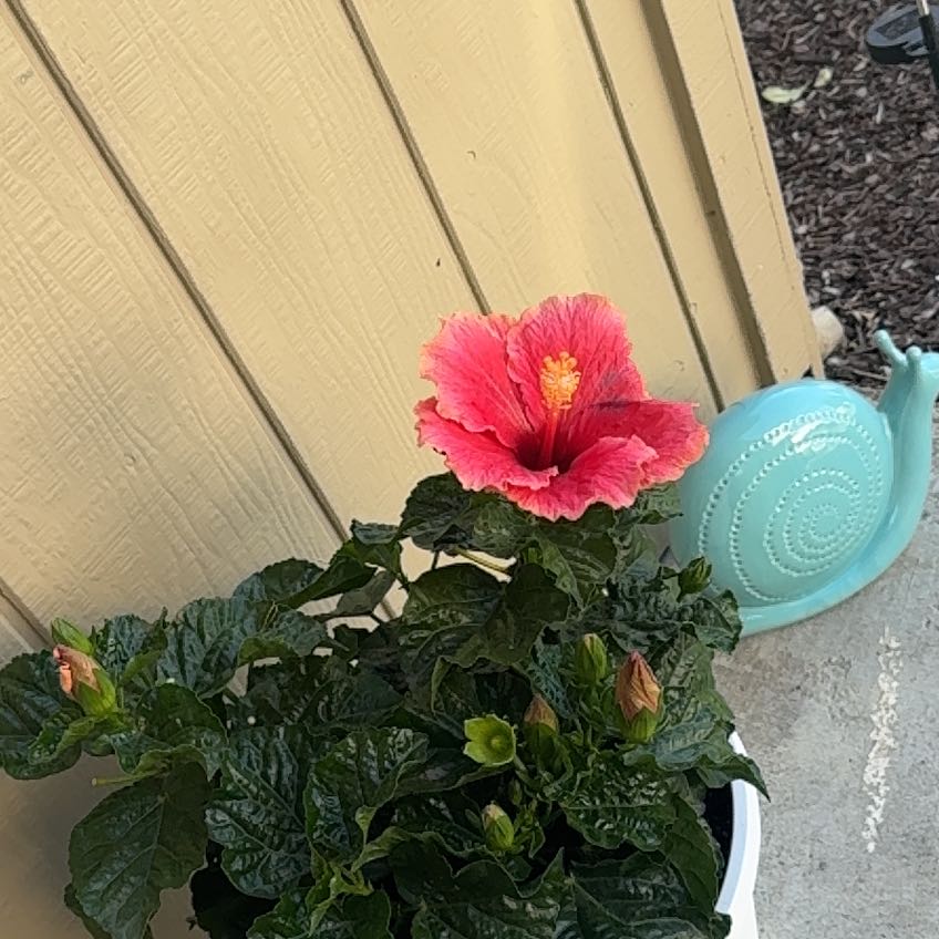 Photo of the plant species White Hibiscus by @SecureZzplant82 named Lola on Greg, the plant care app