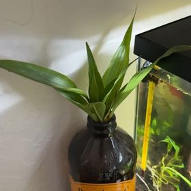 Photo of the plant species Yucca 'Gold Ribbons' by @ChampPansy54 named Bundi on Greg, the plant care app