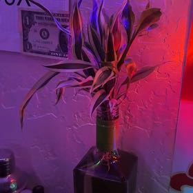 Photo of the plant species Yucca 'Gold Ribbons' by @ChampPansy54 named Delilah on Greg, the plant care app