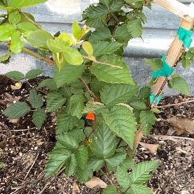 Photo of the plant species Rubus Allegheniensis by @JuicyPothos23 named Leaf Erickson on Greg, the plant care app