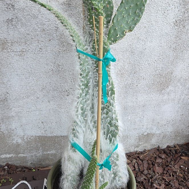 Photo of the plant species Prickly pear snow by @YokeLime38 named Harry on Greg, the plant care app