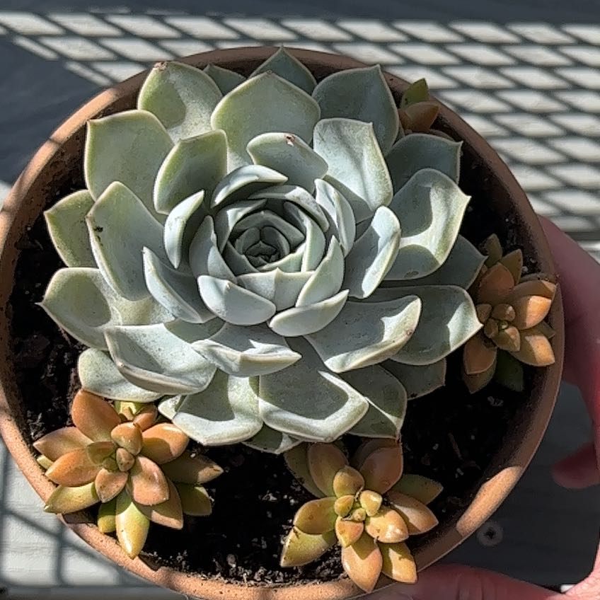 Photo of the plant species Echeveria 'Grande Cinza' by @SirJavafern4 named Bob on Greg, the plant care app