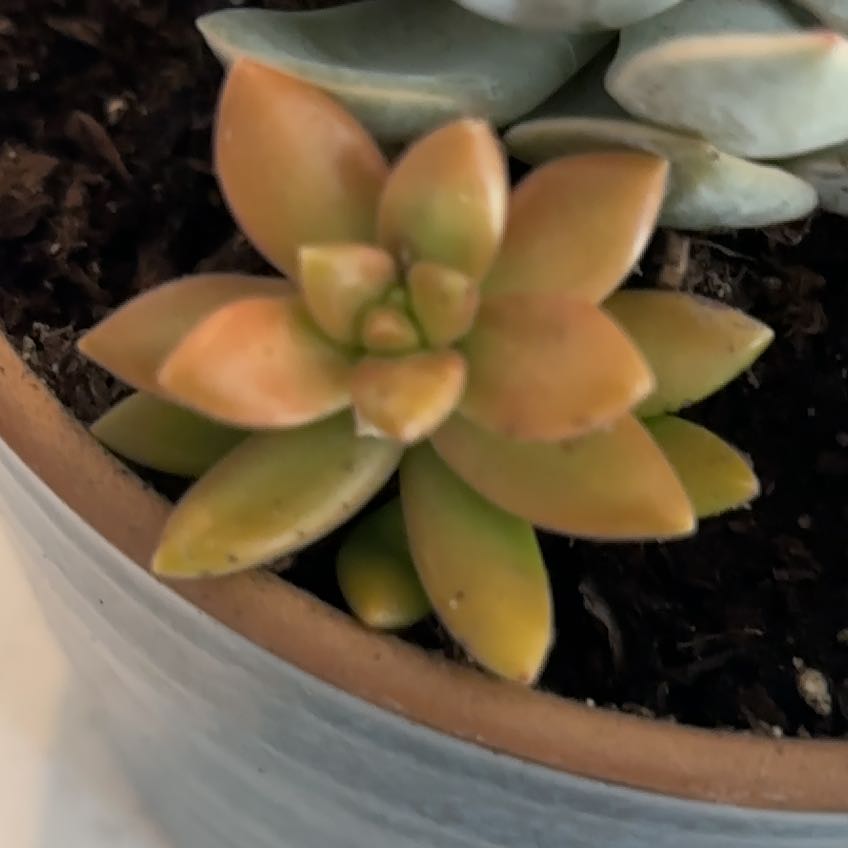 Photo of the plant species Sedum adolphi 'Gold Dust' by @SirJavafern4 named Jeff on Greg, the plant care app
