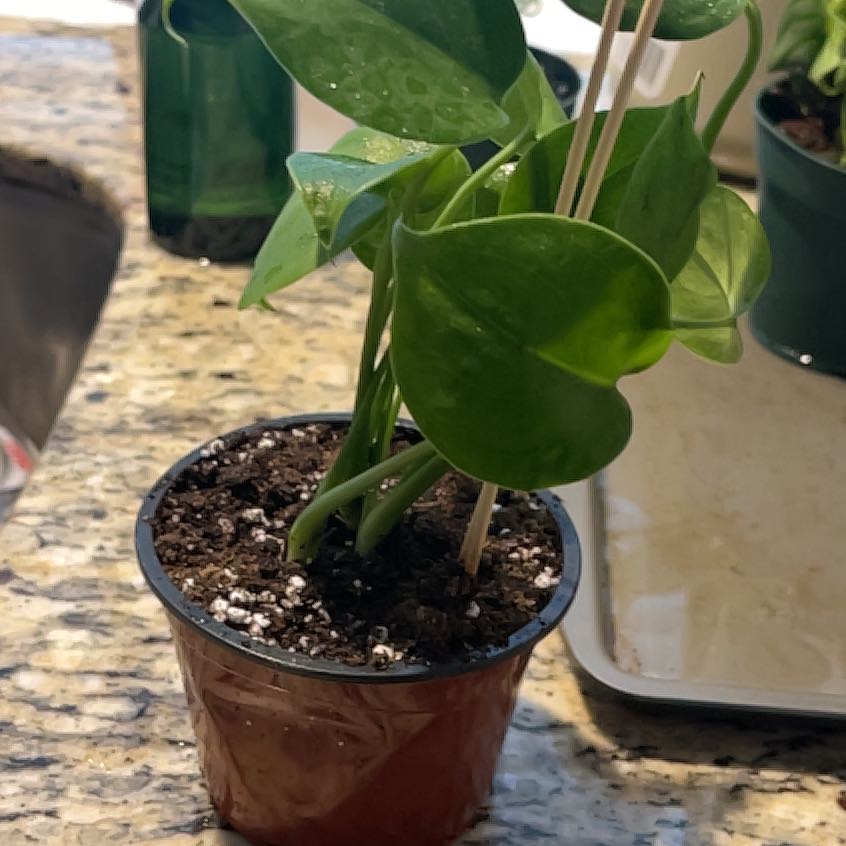 Photo of the plant species Dwarf Monstera Deliciosa by @ImpishKanna53 named James Dean on Greg, the plant care app