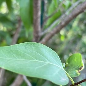 Photo of the plant species Tatarian Honeysuckle by @BraveChia42 named Sigmund on Greg, the plant care app