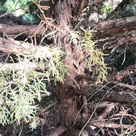 Photo of the plant species Ashe Juniper by @BraveChia42 named Gregarious on Greg, the plant care app
