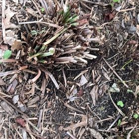 Photo of the plant species Silver Pine by @BraveChia42 named Morgan Treeman on Greg, the plant care app