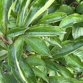 Photo of the plant species Common Peony by @BraveChia42 named Coco on Greg, the plant care app