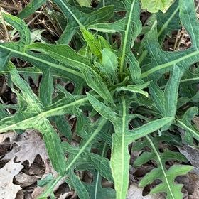 Photo of the plant species London Rocket by @BraveChia42 named Demi on Greg, the plant care app