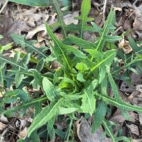 Photo of the plant species Oil Lettuce by @BraveChia42 named Zion on Greg, the plant care app