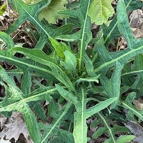 Photo of the plant species London Rocket by @BraveChia42 named Osmo on Greg, the plant care app