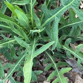 Photo of the plant species London Rocket by @BraveChia42 named Sonora on Greg, the plant care app