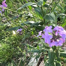 Photo of the plant species Dame's Rocket by @BraveChia42 named Einstein on Greg, the plant care app