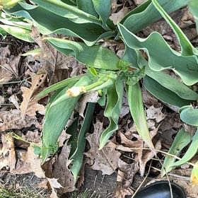 Photo of the plant species Adam's Needle by @BraveChia42 named Scarlett on Greg, the plant care app