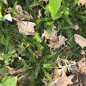 Photo of the plant species Spinulum annotinum by @BraveChia42 named Delilah on Greg, the plant care app