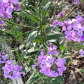 Photo of the plant species Dame's Rocket by @BraveChia42 named Achilles on Greg, the plant care app