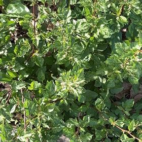 Photo of the plant species Shrubby Cinquefoil by @BraveChia42 named Denali on Greg, the plant care app