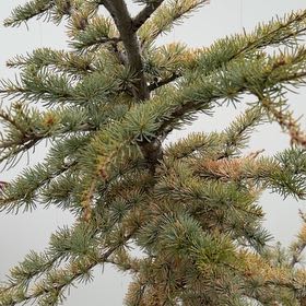 Photo of the plant species Atlas Cedar by @YesCorn74 named Dolores on Greg, the plant care app