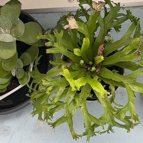 Photo of the plant species Green Flame Fern by @BabyBlue57 named Clooney on Greg, the plant care app
