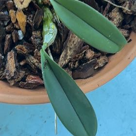 Photo of the plant species Cattleya 'York' by @BabyBlue57 named Achilles on Greg, the plant care app