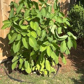 Photo of the plant species Brazil's White Angel Trumpet by @NewSucc12 named Brazil angel trumpet on Greg, the plant care app
