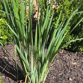 Photo of the plant species Yellow Iris by @HunkyMexico78 named Sonora on Greg, the plant care app